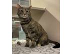 Adopt Bebe a Domestic Short Hair