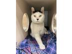 Adopt Rutabaga a Domestic Short Hair