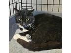 Adopt Shingo a Domestic Short Hair