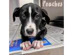 Adopt Peaches a Border Collie, Labrador Retriever