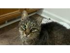 Adopt Ivy 2024 a Domestic Medium Hair