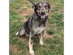 Adopt Leia a German Shepherd Dog