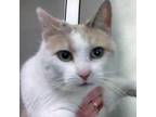 Adopt Peanut a Domestic Short Hair