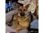 Adopt Rilley a German Shepherd Dog
