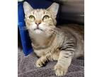 Adopt Snickerdoodle a Domestic Short Hair