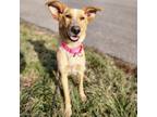 Adopt Goldie Hawn a Mixed Breed