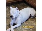 Adopt LADY a Dogo Argentino