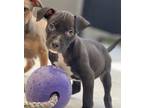 Adopt Neptune a Pit Bull Terrier, Mixed Breed