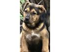 Adopt Raynie a German Shepherd Dog