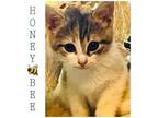 Adopt Honey Bee Kitten a Domestic Short Hair