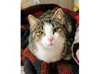 Adopt Juno a Domestic Short Hair