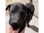 Adopt Freeway F a Black Labrador Retriever