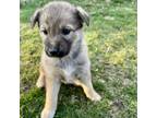 Adopt Rice Krispie a Mixed Breed