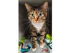 Adopt Lupita a Domestic Short Hair