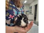 Adopt Parsley a Guinea Pig