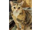 Adopt Tallie a Tortoiseshell, Dilute Calico