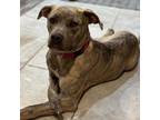 Adopt Raya a Pit Bull Terrier