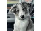 Adopt Bonnie Lass a Australian Shepherd