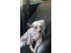 Adopt Emmy 2 a Chinese Crested Dog