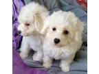 Adopt Lavender and Violet a Bichon Frise, Maltipoo