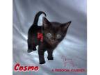 Adopt Cosmo a Domestic Medium Hair