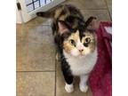 Adopt Kimmy a Domestic Medium Hair