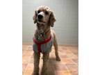 Adopt Finley a Standard Poodle