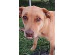 Adopt Sadie a Labrador Retriever, Shepherd