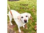 Adopt Trisha a Yellow Labrador Retriever