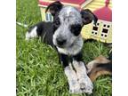 Adopt Muffin a Australian Cattle Dog / Blue Heeler, Australian Shepherd