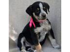 Adopt Bluey a Australian Cattle Dog / Blue Heeler, Australian Shepherd