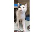 Adopt Furley Temple a Domestic Long Hair
