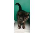 Adopt Pawtunia a Domestic Short Hair