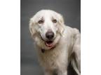 Adopt Hannah a Great Pyrenees, Mixed Breed