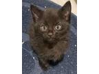 Adopt Abby and Gabby a Domestic Medium Hair