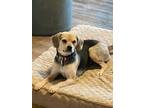 Adopt GINNY a Beagle