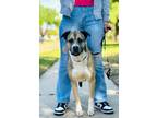 Adopt Emmie a German Shepherd Dog, Boxer