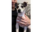 Adopt Penelope a Jack Russell Terrier