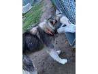 Adopt T609 a Siberian Husky