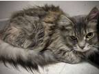 Adopt Ziti (1yr) a Tabby