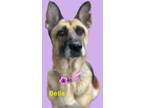 Adopt Bella a German Shepherd Dog