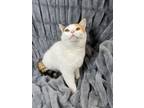 Adopt Lily Bell a Turkish Van, Calico