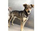 Adopt PARKER a German Shepherd Dog