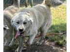 Adopt BEN a German Shepherd Dog, Mixed Breed