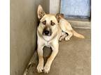 Adopt PUPPER a German Shepherd Dog, Mixed Breed