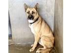 Adopt JAX a German Shepherd Dog, Mixed Breed