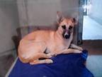 Adopt CALICO a German Shepherd Dog, Mixed Breed
