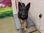 Adopt A533417 a German Shepherd Dog, Mixed Breed