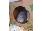 Adopt ANDY a American Fuzzy Lop