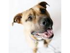Adopt NUTTER BUTTER a Pit Bull Terrier, Mixed Breed